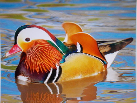 CANARD MANDARIN 40 01400 Condeissiat