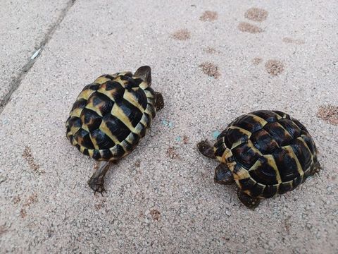 TORTUES TERRESTES 50 13127 Vitrolles