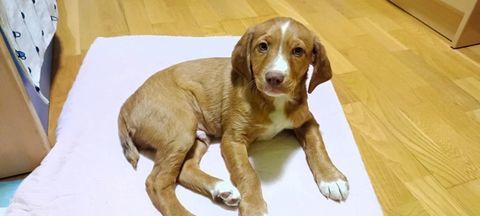 KANAI, chiot de 3 mois 220 24140 Douville