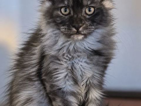 **BLACK THE QUEEN** maine coon LOOF
Femelle **black smoke** 1000 53220 Larchamp