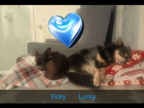 Chihuahua poil long 0 02100 Saint-quentin