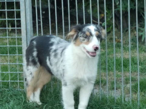 chiots berger australien 500 18250 Neuilly-en-sancerre