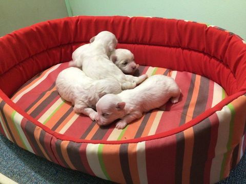 Bichons maltais non lof 1500 38150 Vernioz