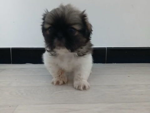 Chiot P&eacute;kinois 650 59660 Merville