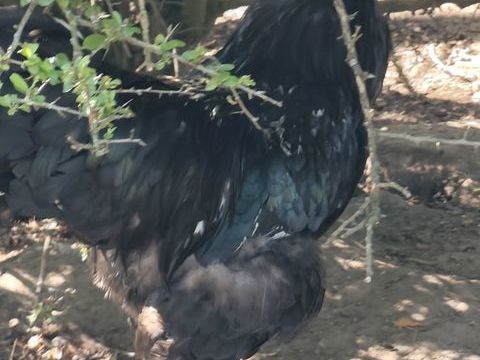 Coq brahma 25 51170 Courville