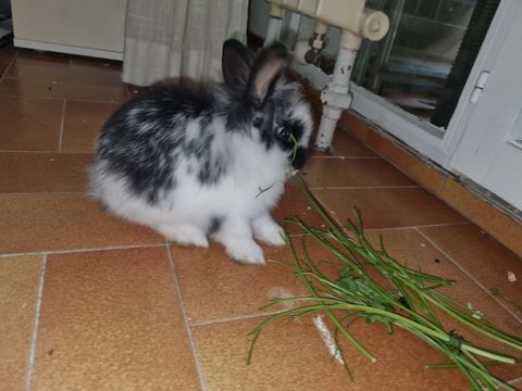 Lapin nain  40 13380 Plan-de-cuques