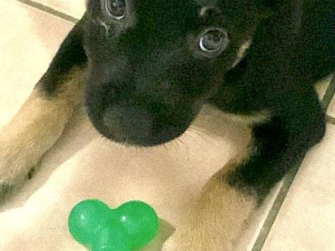 LAUMA petit amour sur pattes 300 78200 Boinvilliers