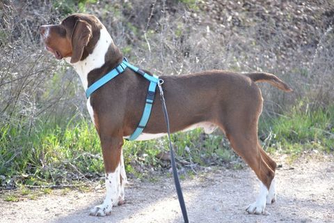 MONCHO &#128153;, une étincelle d'AMOUR prête à illuminer votre vie 315 24140 Douville