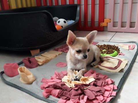Femelle Chihuahua disponible  1200 62660 Beuvry