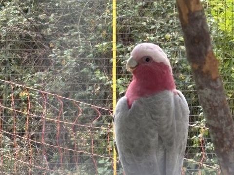 Cacato&egrave;s rosalbin 600 24500 Eymet