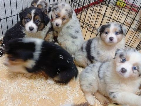 Manifique chiots berger australien lof 1000 77190 Dammarie-les-lys