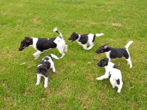 Adorables chiots fox terrier poil lisse 750 49490 Lini�res-bouton