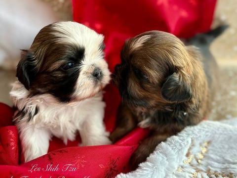 un super beau chiot Shih Tzu &agrave;  r&eacute;server 1400 31870 Beaumont-sur-l�ze