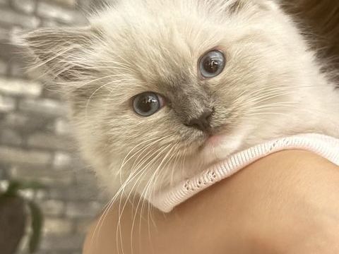 Chaton femelle ragdoll loof 1200 84810 Aubignan