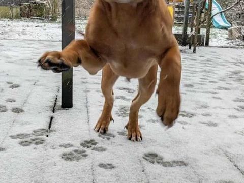 Goliath le chti cr&eacute;ole 300 59000 Lille