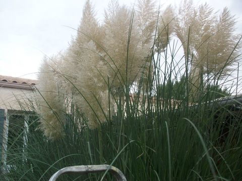 plumeaux herbe de la pampa de mon jardin 1e l un 1 Tonnay-Charente (17)