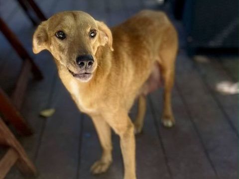 Z&eacute;ri, femelle berger cr&eacute;ole, n&eacute;e le 01/01/2024 380 22000 Saint-brieuc