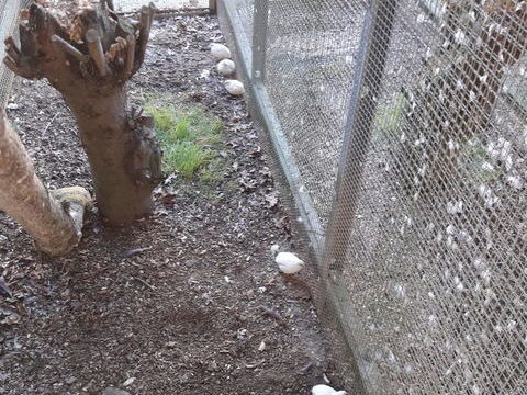 cailles de chine 2026 10 85500 Beaurepaire