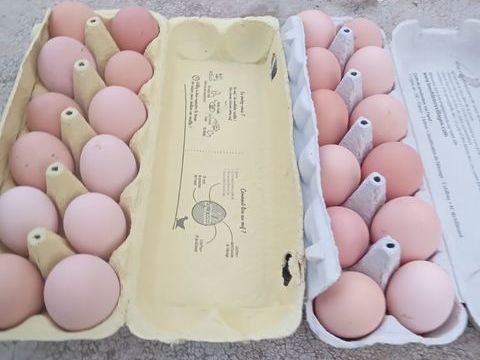 oeufs de poules 4 24400 Beaupouyet