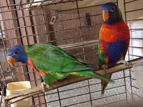 Loriquet de swainson 250 77120 Coulommiers