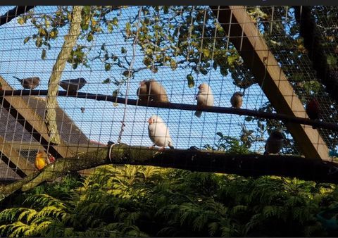 Mandarins et Canaris 7 29170 Pleuven