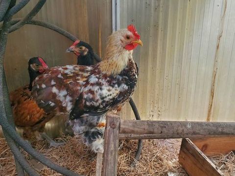 Coq 10 29860 Le drennec
