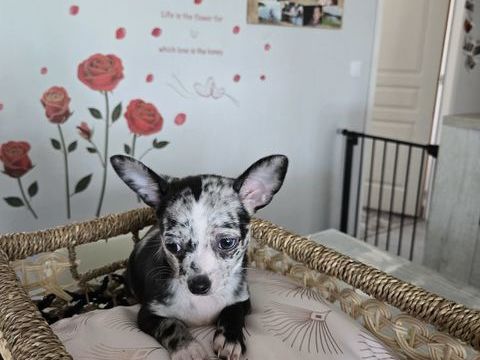 Adorable chiot femelle Chihuahua 900 86210 Vouneuil-sur-vienne