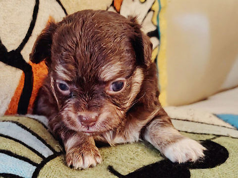 Chihuahua a reserver 800 45300 Manchecourt