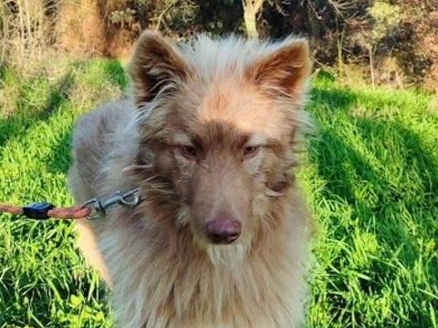 ZORRO un loulou aussi doux que son pelage 315 24140 Douville