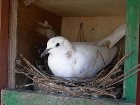 colombe 10 33140 Villenave-d'ornon