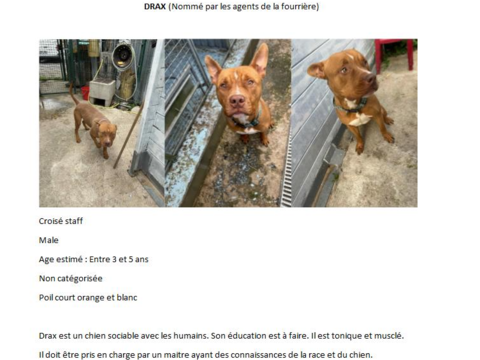 6 jeunes chiens en détresse 0 91300 Massy