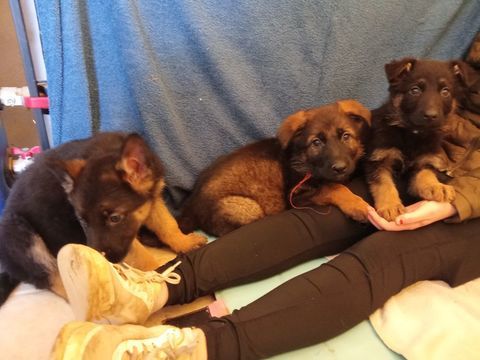  chiot berger allemand  750 59244 Grand-fayt