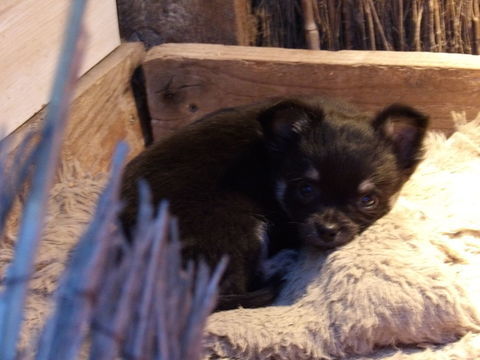 Chiot Chihuahua 400 44530 S�v�rac