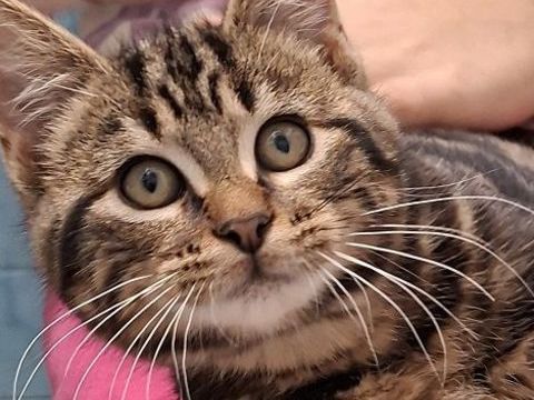 FLOYD CHATON TIGRE 4 MOIS 225 92260 Fontenay-aux-roses