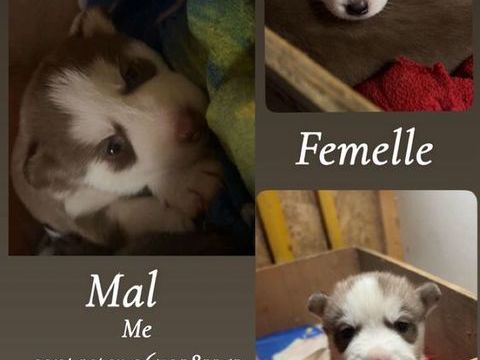 Husky sibérien 0 77410 Villevaud