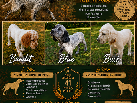 Chiots Setter Anglais 700 12100 Millau