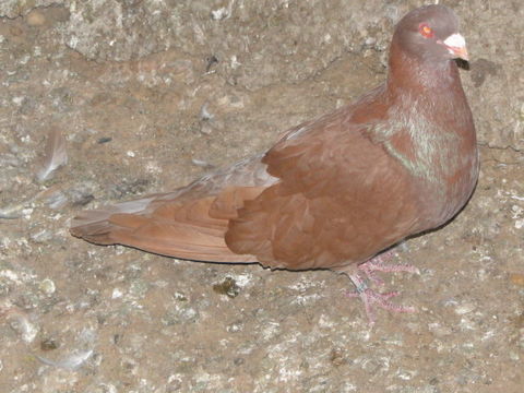 gros pigeons.
30 24130 Prigonrieux