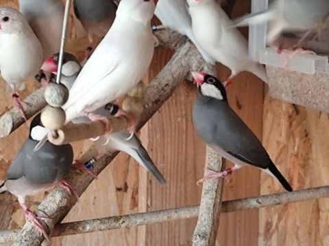 Couple de paddas de Java sex&eacute;s adn  50 49250 Brion