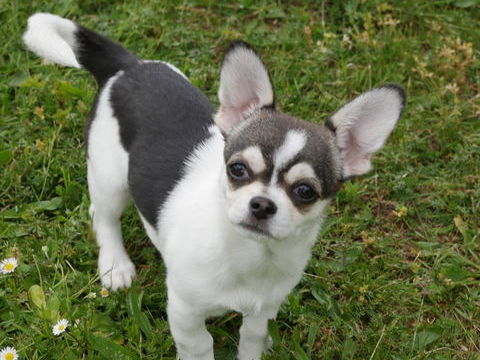 CHIOT MALE CHIHUAHUA POIL COURT 1250 71520 Montmelard