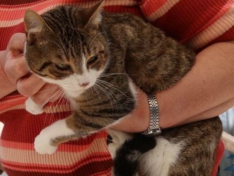 Timmy 250 47500 Sauveterre-la-l�mance