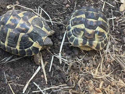 Couple de tortues de 3 ans 300 77165 Cuisy