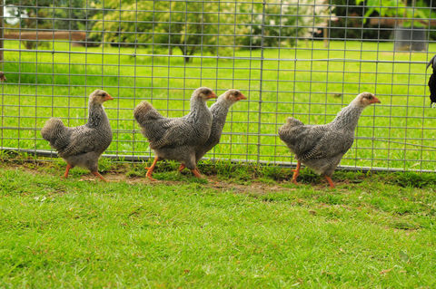 Poules Wyandotte 0 24130 Lunas