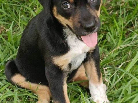 Hakuna, Femelle, X Berger, n&eacute;e le 01/06/2026 🐶 300 56000 Vannes