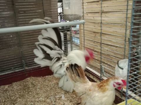 ?ufs de poules serama Malais 2 56350 Rieux