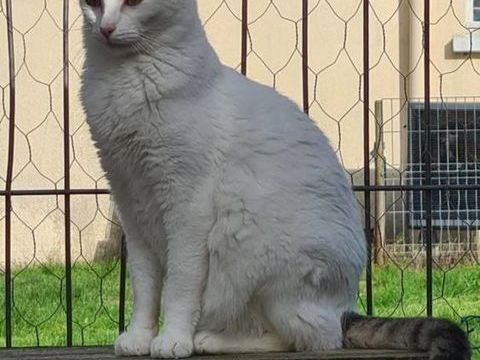 TESS femelle blanche et grise 4 ans 160 17360 Saint-aigulin