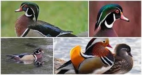 canards d'ornements 0 87130 Chteauneuf-la-fort