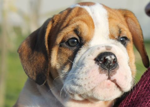 chiot Bulldog Continental 1800 11100 Narbonne