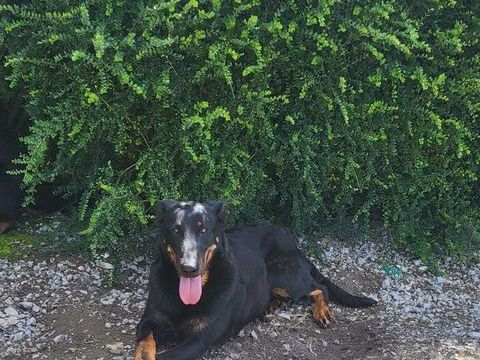 Chiot beauceron 700 02540 Viels-maisons