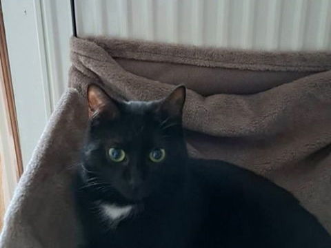 Chat femelle noire 0 71100 Chalon-sur-sa�ne