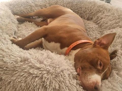 TATUM attend sa famille pour la vie ! 350 92000 Nanterre